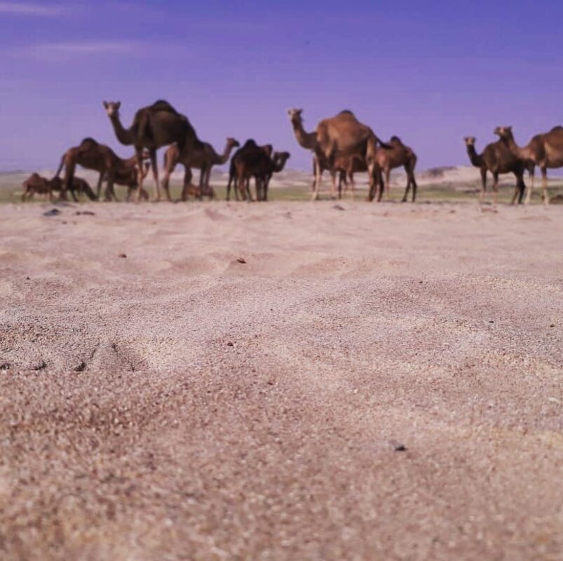 A herd of camels in the desert at golden hour
