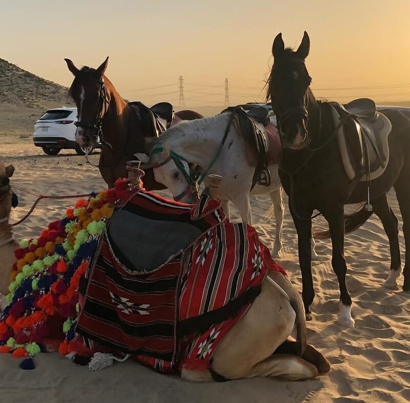 Saddled horses and a decorated camel resting on the sand
